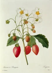 Fragaria (jordgubbe), graverad av Chapuis, ur ”Choix des Plus Belles Fleurs”, 1827-33